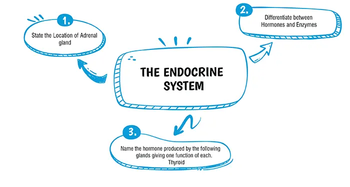 ENDOCRINE SYSTEM QUESTIONS AND ANSWERS PDF CLASS 10 visual data 3